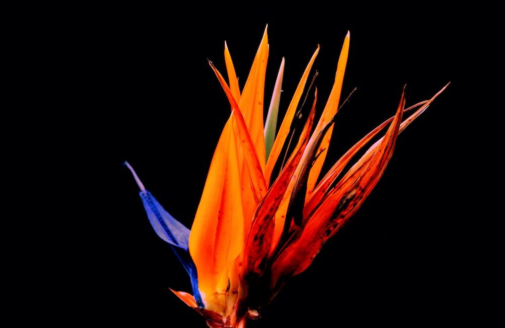 Strelitzia